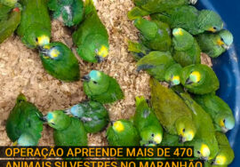 Operação apreende mais de 470 animais silvestres que seriam traficados no Maranhão
