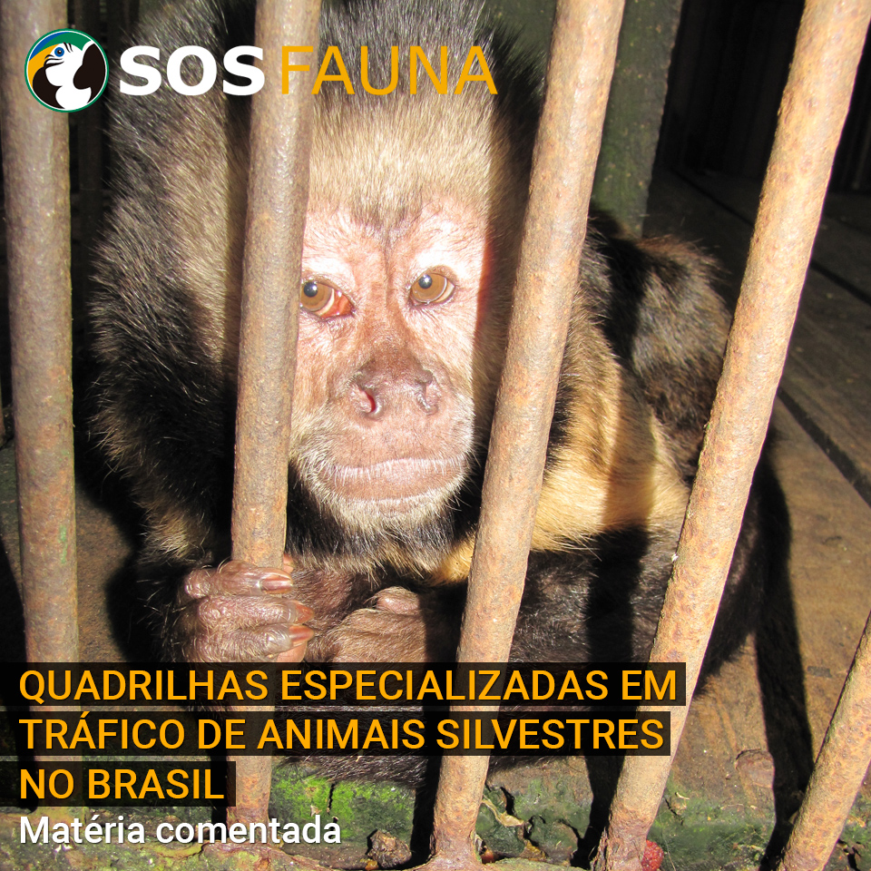 Áudios e vídeos exclusivos mostram como agiam quadrilhas especializadas em tráfico de animais silvestres no Brasil