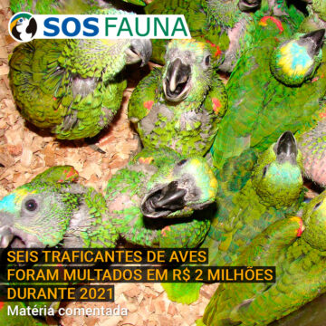 Seis traficantes de aves foram multados em R$ 2 milhões durante 2021